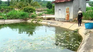 Kon Tum: Cá chết nổi trắng hồ, người chăn nuôi gặp khó