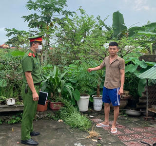 Quảng Ninh: Phát hiện một đối tượng trồng cần sa trong vườn nhà