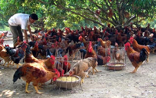 Chất lượng gà đồi Yên Thế