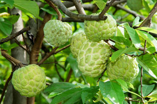 Trồng mãng cầu dai
