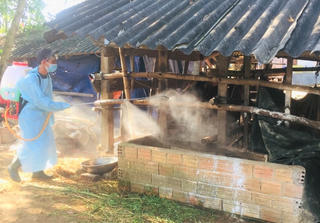 Ngăn chặn bệnh viêm da nổi cục trên gia súc