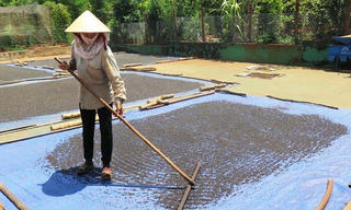 Giá hồ tiêu giảm sâu trước vụ thu hoạch 2017