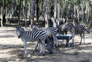Vingroup: Không có việc hàng ngàn động vật chết tại Vinpearl Safari