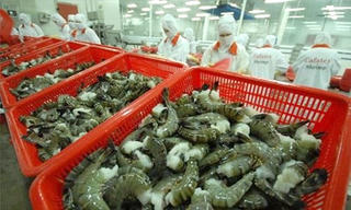 Tôm nuôi được giá, sản xuất cá tra chưa thoát khỏi khó khăn