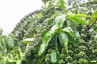 Thông tin về việc tư thương mua lá cà phê giá cao bất thường là không đúng