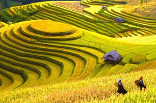 Trải nghiệm du lịch Hoàng Su Phì bằng hình thức trực tuyến