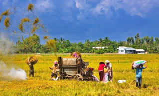 Nam Bộ: Lúa Đông - Xuân giảm hơn 700 ngàn tấn