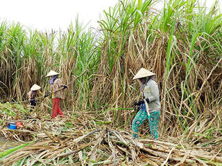 Giá mía đường tăng