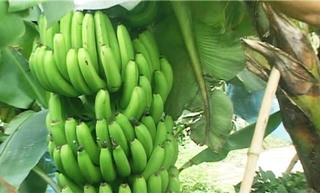 Khởi nghiệp thành công từ cây chuối Laba