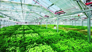 TP Hồ Chí Minh đầu tư nông nghiệp công nghệ cao