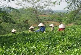 Đoan Hùng (Phú Thọ): Đẩy mạnh nghề rừng