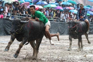 Đua trâu cuối mùa mưa ở Thái Lan
