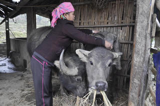 Chống rét cho đàn gia súc trong mùa đông