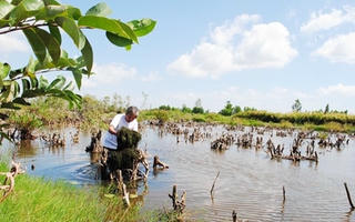 Cà Mau:  Ngăn chặn đưa nước mặn vào vùng ngọt hoá để nuôi tôm