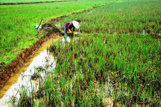 Khẩn trương khắc phục bồi lấp, cải tạo đồng ruộng