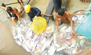 Nhìn từ vựa lúa