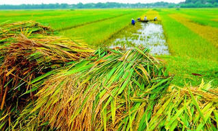 Thái Bình: Không còn cảnh hoang hóa ruộng đất