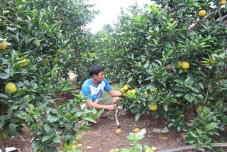Phất lên nhờ cam Thượng Lộc