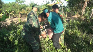 Heo lậu vượt biên