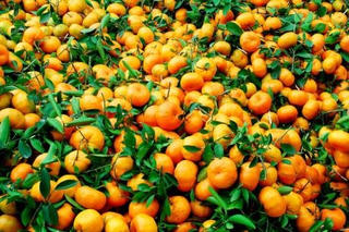 Quýt hồng Lai Vung giảm sản lượng