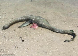 Sinh vật bí ẩn giống quái vật hồ Loch Ness xuất hiện trên biển Georgia