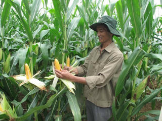 Nâng cao chất lượng và sản lượng cây ngô