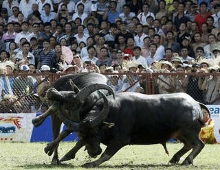 Hội chọi trâu Phú Thọ không được bán vé
