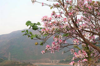 Lạc giữa rừng hoa ban
