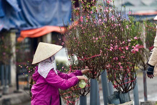 [ẢNH] Đào xuống phố sớm, nhiều tuyến đường Hà Nội đã rộn ràng sắc xuân