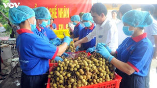 ​Xuất khẩu thành công 7,5 tấn nhãn sang Úc
