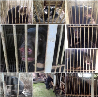 Cứu hộ 9 cá thể gấu ở Bình Dương