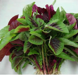 Bài thuốc hay từ rau dền