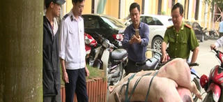 Thái Bình: Bắt giữ gần 200kg thịt lợn thối