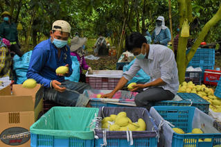 Đưa trái xoài ‘ra biển lớn’