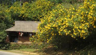Về Phong Thổ