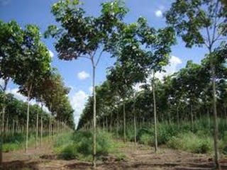 Đất công ích hay đất trồng cây lâu năm?