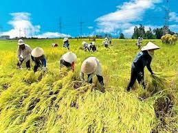 Hà Tĩnh: Chủ động gặt lúa, neo thuyền