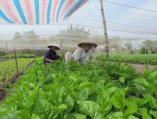 Đất bỏ hoang, nông nghiệp vẫn khó mở rộng
