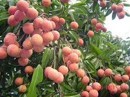 Nỗi lo trở lại