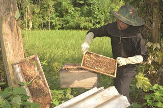 Khá lên từ nuôi ong mật
