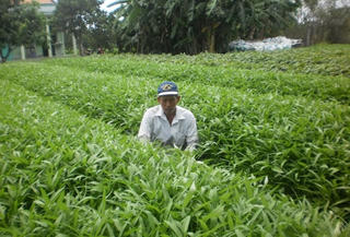 Trồng rau muống
