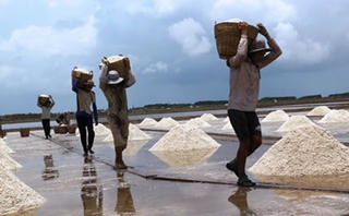 Giá muối giảm mạnh, diêm dân lo lắng