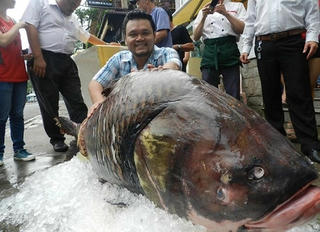 Cá chép, những điều chưa biết