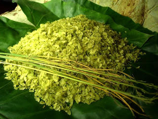 Thư gửi người xa xứ - Hương Thu