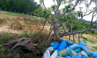 Giám đốc trung tâm bảo tồn nói gì về cây sứ ở điện Kiến Trung?