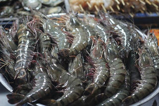 Lợi thế của con tôm