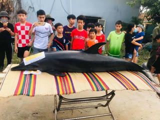 Phát hiện cá ông nặng gần 300 kg ‘lụy’ trên sông Trường Giang