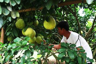Vươn lên trên miền đất cằn