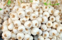 'Nỗi niềm' tỏi Lý Sơn