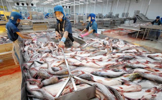 Thêm 22 cơ sở chế biến cá tra đủ điều kiện vào Hoa Kỳ